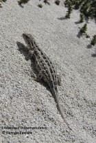 Liolaemus lineomaculatus