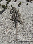 Liolaemus lineomaculatus