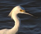 Egretta thula