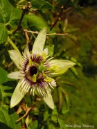 Passiflora morifolia