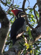 Dryocopus lineatus