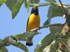 Euphonia chlorotica