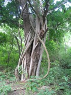 Ficus maroma