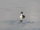 Podiceps occipitalis