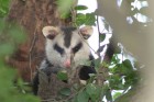 Didelphis albiventris