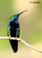 Anthracothorax nigricollis