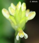 Platythelys platensis