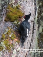 Campephilus magellanicus