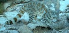 Leopardus jacobita