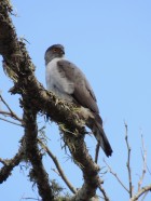 Accipiter bicolor