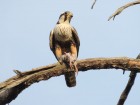 Falco femoralis