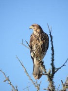 Parabuteo unicinctus