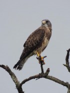 Buteo swainsoni