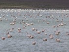 Phoenicoparrus jamesi
