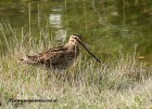 Gallinago paraguaiae