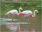 Phoenicopterus chilensis