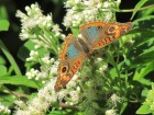 Junonia genoveva