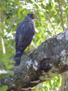 Accipiter poliogaster