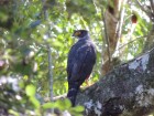 Accipiter poliogaster