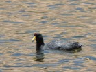 Fulica ardesiaca