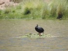 Fulica gigantea