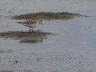 Calidris bairdii