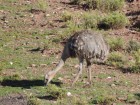 Rhea pennata
