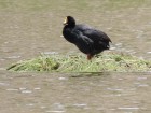 Fulica gigantea