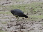 Fulica ardesiaca
