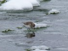 Calidris bairdii