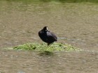 Fulica gigantea