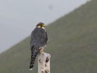 Falco femoralis