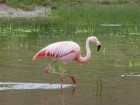Phoenicopterus chilensis