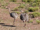 Rhea pennata