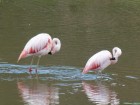 Phoenicopterus chilensis