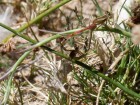 Protallagma titicacae