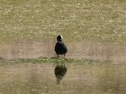 Fulica ardesiaca