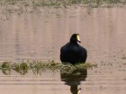 Fulica gigantea