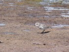 Charadrius alticola