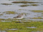 Calidris himantopus