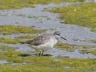 Tringa flavipes