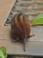 Monodelphis scalops