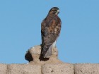 Geranoaetus polyosoma