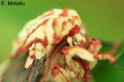 Citheronia brissotii