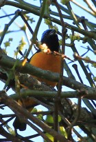 Euphonia cyanocephala