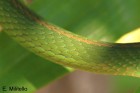 Philodryas olfersii