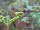 Gleichenia cryptocarpa