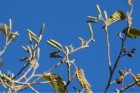 Alnus acuminata