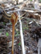 Arachnitis uniflora