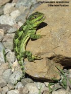 Diplolaemus sexcinctus